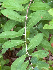 Gaylussacia frondosa, photograph author not stated, no rights reserved