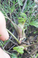 Lomatium utriculatum