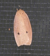 Euprionocera geminipuncta