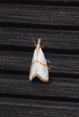 Pseudargyria interruptella