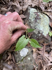 Endodeca serpentaria