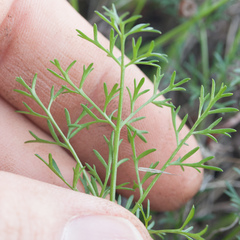 Lomatium utriculatum
