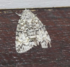 Blenina lichenopa