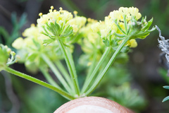 Lomatium utriculatum