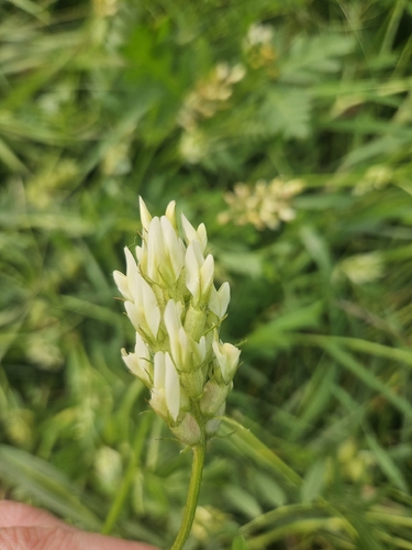 Chickpea Milkvetch