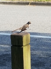 Mimus polyglottos image