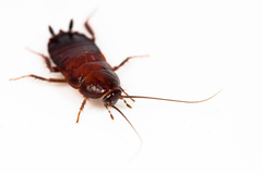 Parcoblatta americana