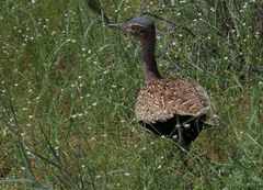 Eupodotis ruficrista