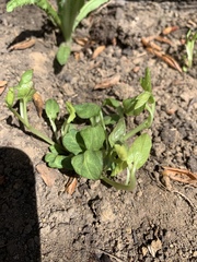 Convolvulus arvensis