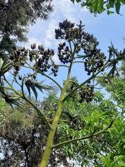 Agave