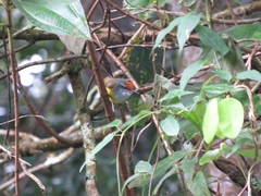 Phyllergates cucullatus