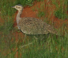 Eupodotis ruficrista