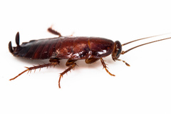 Parcoblatta americana