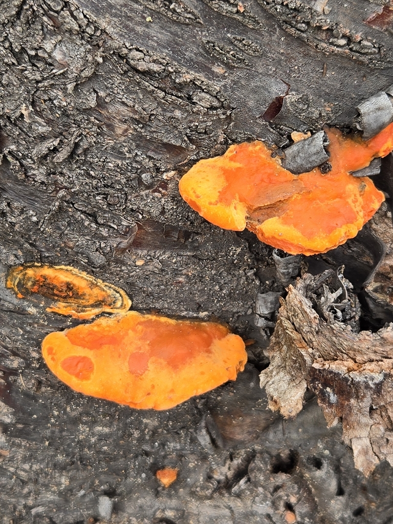 Northern Cinnabar Polypore · July 2026 · photo: Photo: no rights reserved · iNaturalist