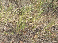 Urochloa eminii, photograph (c) Scott W. Gavins, some rights reserved (CC BY)