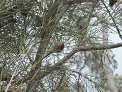 Hakea actites, photograph (c) Scott W. Gavins, some rights reserved (CC BY)
