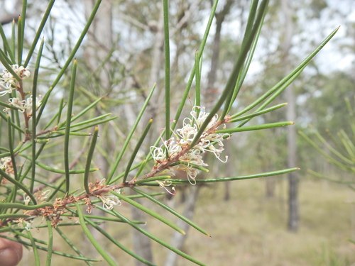 Hakea actites, photograph 3