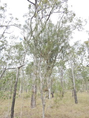 Hakea actites, photograph (c) Scott W. Gavins, some rights reserved (CC BY)