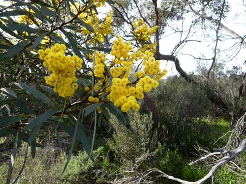 Mallee Golden Wattle