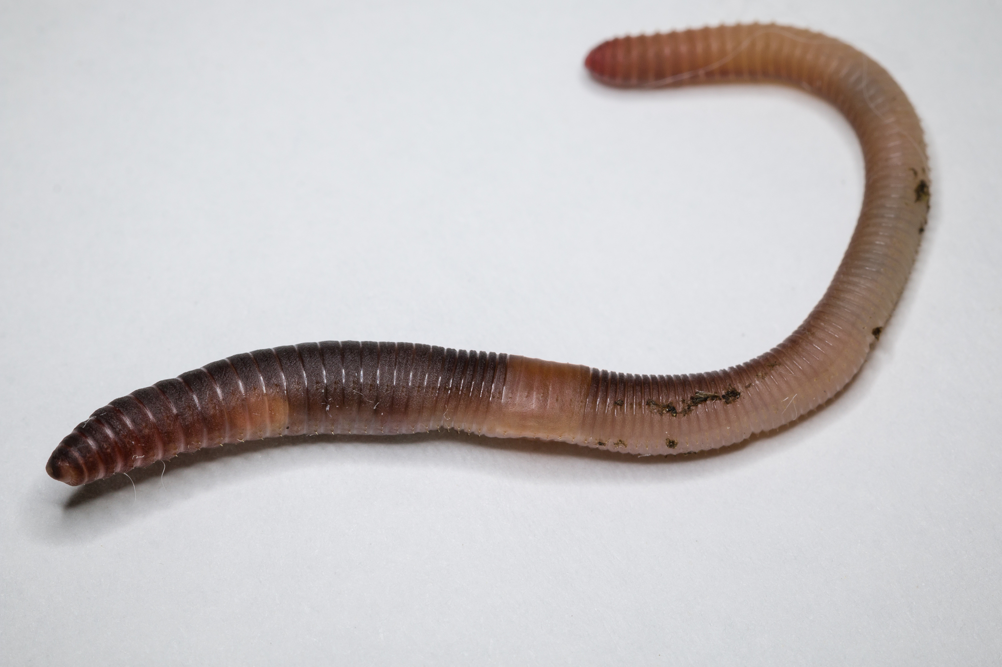 Fichier:Erithacus rubecula with earthworm, Roodborstje met regenworm.jpg —  Wikipédia