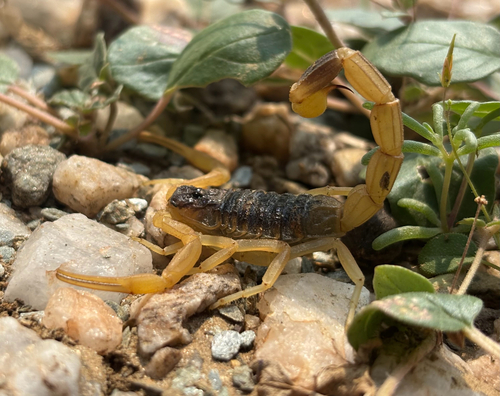 Leiurus haenggii