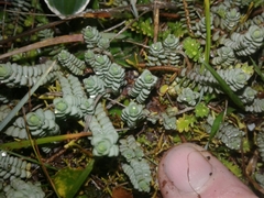 Pimelea carnosa