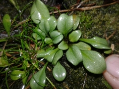 Gentianella stevenii