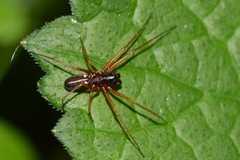 Linyphia hortensis