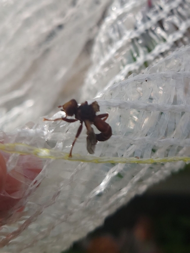 Sicus ferrugineus