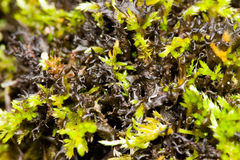 Scytinium palmatum