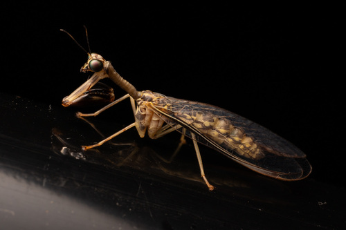 Say's Mantidfly photo 5
