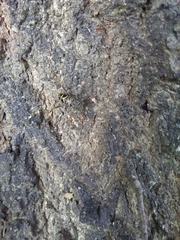 Neoclytus scutellaris