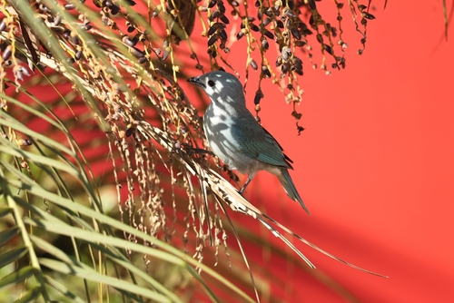 Sayaca Tanager