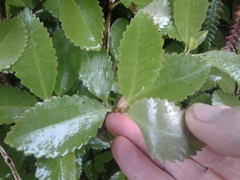 Ascarina lucida lucida