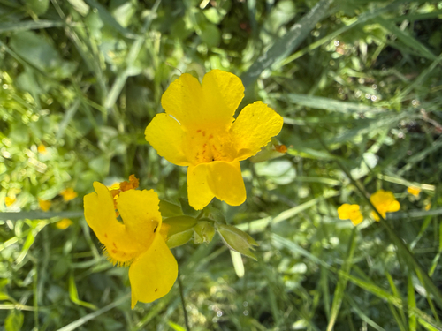 iNaturalist observation photo of seep monkeyflower