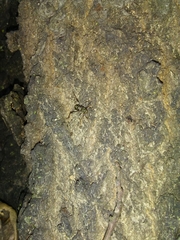 Neoclytus scutellaris