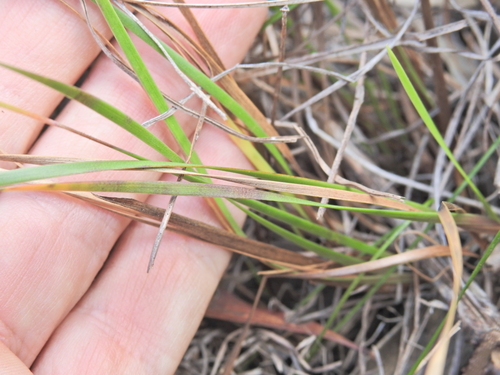 Xyris complanata, photograph 3
