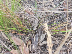 Xyris complanata, photograph (c) Scott W. Gavins, some rights reserved (CC BY)