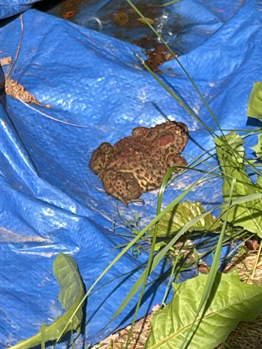 American Toad