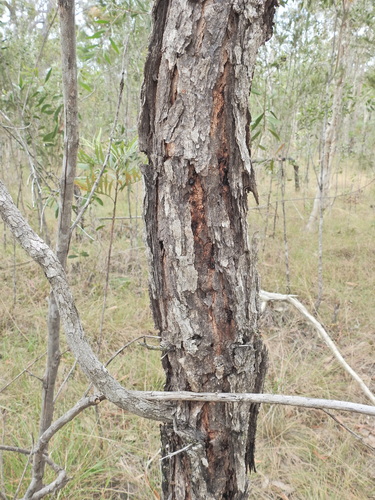 Eucalyptus fibrosa, photograph 6