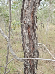 Eucalyptus fibrosa, photograph (c) Scott W. Gavins, some rights reserved (CC BY)