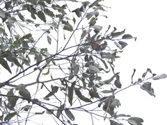 Eucalyptus fibrosa, photograph (c) Scott W. Gavins, some rights reserved (CC BY)