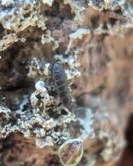 Anurophorus