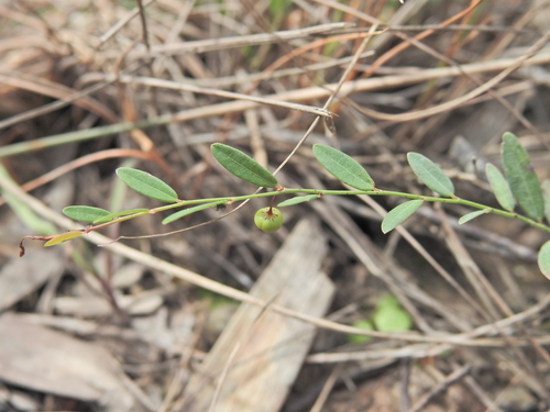 Phyllanthus virgatus