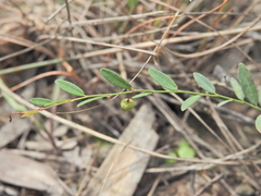 Phyllanthus virgatus