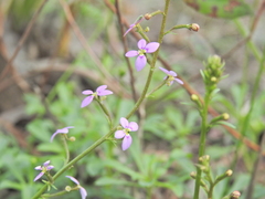 Stylidium debile
