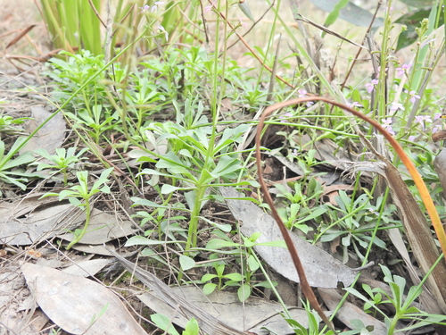 Stylidium debile, photograph 1
