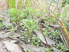 Stylidium debile, photograph (c) Scott W. Gavins, some rights reserved (CC BY)