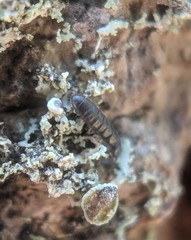 Anurophorus