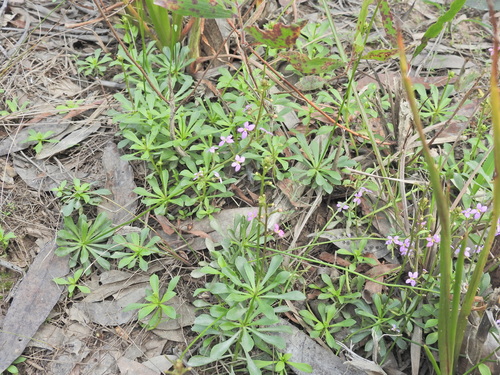 Stylidium debile, photograph 2